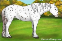 Horse Color:Brown Appaloosa 
