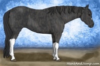 Horse Color:Black  Brindle