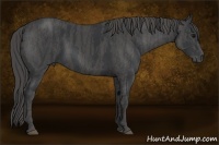 Horse Color:Black  Brindle