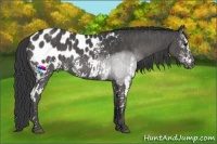 Horse Color:White Spotted Black Appaloosa  Brindle