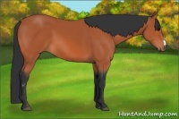 Horse Color:Bay Frame 