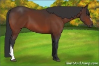 Horse Color:Bay Frame 