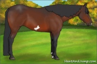 Horse Color:Bay Frame