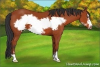 Horse Color:Bay Sabino Frame