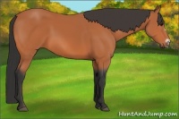 Horse Color:Bay Frame 