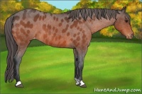 Horse Color:Bay Roan Appaloosa
