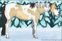 Horse Color:Buckskin Dun Sabino Tobiano