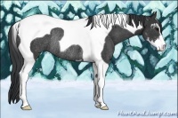 Horse Color:Black Sabino Tobiano Rabicano