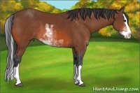 Horse Color:Bay Sabino Splash