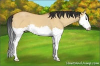 Horse Color:Bay Dun Sabino Splash