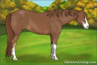 Horse Color:Chestnut Sabino