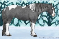 Horse Color:Black Splash Tobiano Appaloosa 