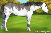 Horse Color:Grullo Splash 