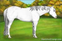 Horse Color:Buckskin Dun Sabino Splash