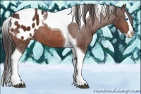 Horse Color:Bay Splash Tobiano Appaloosa