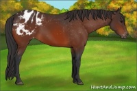 Horse Color:Bay Appaloosa 