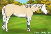 Horse Color:Silver Amber Cream Champagne Splash