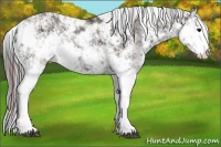 Horse Color:Plaid Black Sabino Rabicano