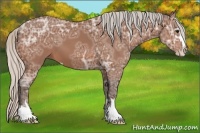 Horse Color:Silver Bay Ice Sabino