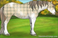 Horse Color:Plaid Amber Champagne Sabino Appaloosa