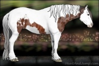 Horse Color:Bay Splash Tobiano Appaloosa 