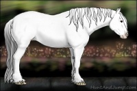 Horse Color:Bay Splash 