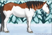 Horse Color:Bay Splash 