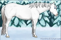 Horse Color:Black Splash Tobiano Appaloosa Rabicano