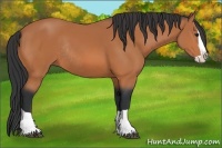Horse Color:Bay Splash Rabicano
