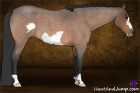 Horse Color:Buckskin Roan Frame 