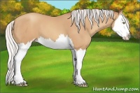 Horse Color:Silver Amber Champagne Sabino Splash 