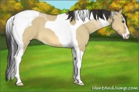 Horse Color:Buckskin Dun Sabino Tobiano 