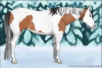 Horse Color:Bay Splash Tobiano
