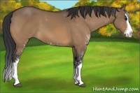 Horse Color:Bay Dun Sabino Splash 