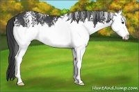 Horse Color:White Spotted Black Splash Rabicano
