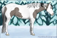 Horse Color:Grullo Splash Tobiano 