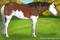 Horse Color:Bay Sabino Splash 