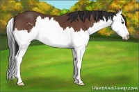Horse Color:Bay Sabino Splash 