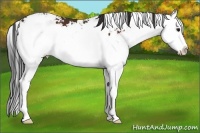 Horse Color:Bay Sabino Splash