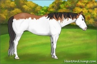 Horse Color:Bay Sabino Splash 