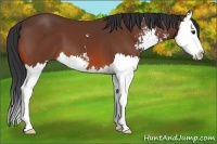 Horse Color:Bay Sabino Splash 