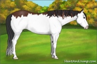 Horse Color:Bay Sabino Splash