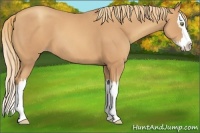 Horse Color:Gold Champagne Sabino Splash