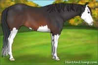 Horse Color:Brown Sabino Splash