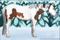 Horse Color:Bay Sabino Splash Tobiano 