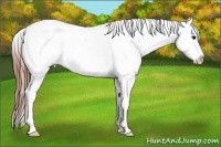 Horse Color:Black Ice Sabino Splash Appaloosa Rabicano