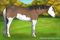 Horse Color:Buckskin Sabino Splash 