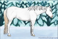 Horse Color:Buckskin Sabino Splash Tobiano Appaloosa