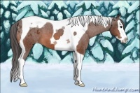 Horse Color:Bay Splash Tobiano Appaloosa 