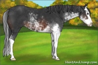 Horse Color:Brown Sabino Splash